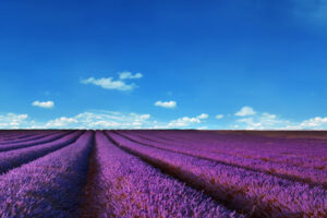 Lavender Fields351823878